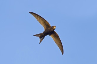 Mauersegler, Common Swift, Swift, Eurasian Swift, Apus apus, Martinet noir, Vencejo Común