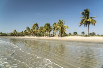 Palm trees on the beach of Sanyang, Gambia, West Africa