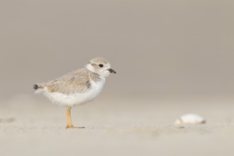 Piping Plover : Sandy Point : Plum Island, MA