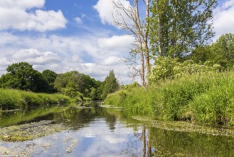 Große Röder near Großenhain with water plant River water crowfoot (Ranunculus fluitans) in bloom,