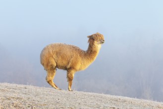 Alpaca (Vicugna pacos), white animal, adult animal, female animal, standing, frost-covered meadow,