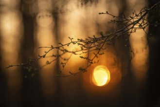 First green on branch in spring, forest, sunset, Stuttgart, Baden-Württemberg