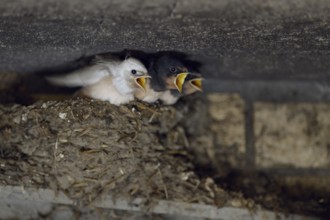 Barn Swallow (Hirundo rustica) chicks in nest begging for food, North Rhine-Westphalia, Germany