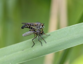 Neoitamus cyanurus, pair of robber flies mating, Mönchbruch, Groß-Gerau, Hesse, Germany