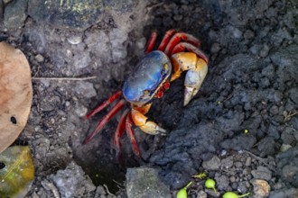 Harlequin crab (Cardisoma armatum), Manuel Antonio National Park, Puntarenas district, Costa Rica