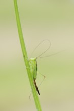 Long-winged conehead (Conocephalus fuscus), female nymph, North Rhine-Westphalia, Germany