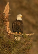 Bald Eagle (Haliaeetus leucocephalus) perched on a branch, Alaska, USA