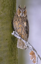 Long-eared owl (Asio otus), sitting on a beech branch covered with hoarfrost in a winter forest,