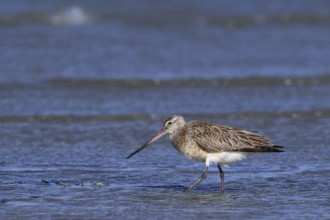 Bar-tailed godwit (Limosa lapponica) foraging in shallow water on beach along the North Sea coast