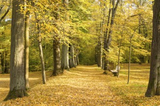 Alley in autumn, park of Hermsdorf Castle, Ottendorf-Ockrilla, Saxony, Germany