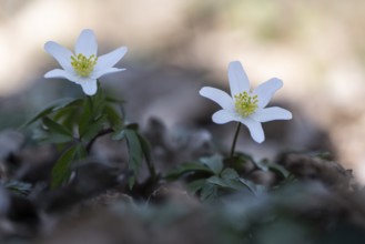 Wood anemone (Anemone nemorosa), Emsland, Lower Saxony, Germany