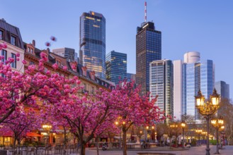 The ornamental cherries on Opernplatz in Frankfurt am Main, near the Alte Oper, are in full bloom