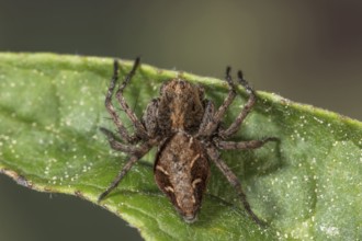 Macro photograph of a lynx spider (Oxyopes ramosus) on a green leaf, clearly showing the texture of
