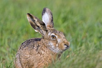 Close-up portrait of European brown hare (Lepus europaeus) sitting in field, grassland in spring