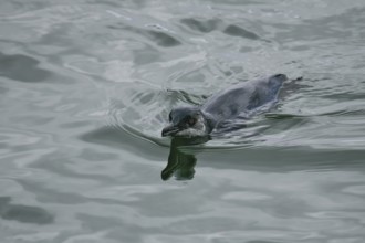 Little Penguin (Eudyptula minor), Stewart Island, New Zealand