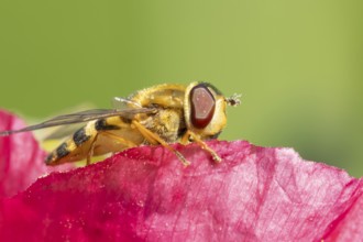 Common hoverfly (Eupeodes corollae) adult insect resting on a garden poppy flower, Suffolk,