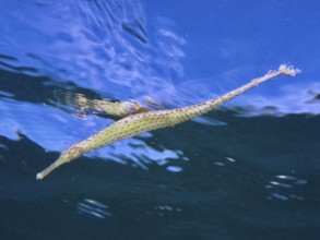 Triangular pipefish (Alligator pipefish) swimming just below the calm water surface, dive site