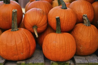 Orange large Halloween pumpkins used for carving on wooden palette
