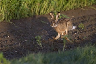 European hare (Lepus europaeus), Neuss, Germany