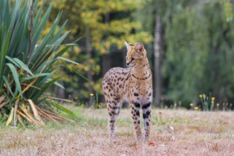 A serval, Leptailurus serval, stands in front of a bush of tall green grass