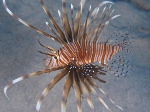 Common lionfish (Pterois volitans)