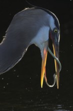 Great Blue Heron (Ardea herodias), Florida, USA