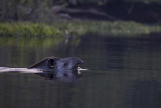 Lowland tapir (Tapirus terrestris), swimming in the river, Rio Claro, Pantanal, Brazil
