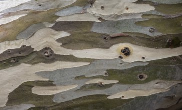 Bark, eucalyptus tree (Eucalyptus), also blue gum tree, Inverewe Gardens, Poolewe, Loch Ewe,