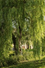 A lush weeping willow (Salix babylonica) with drooping branches in front of a building on the