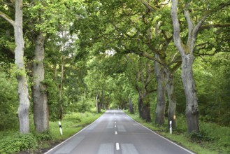 Oak avenue, oaks (Quercus robur) on the island of Rügen, Mecklenburg-Western Pomerania, Germany