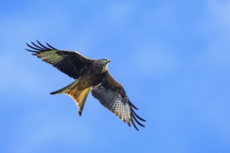 Red Kite, Milvus milvus, bird in flight