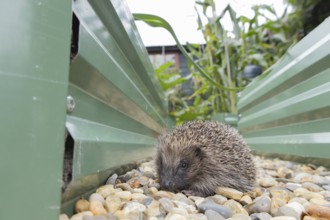 European hedgehog (Erinaceus europaeus) adult animal on an urban garden shingle path between two