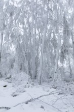 Winter landscape on the summit of the Czorneboh, trees thickly laden with snow and hoarfrost,