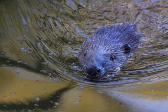 Beaver (Castor fibre), portrait, Schussen, Eriskirch, Lake Constance, Baden-Württemberg, Germany