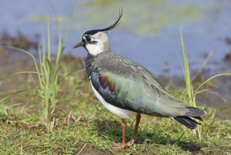 Lapwing (Vanellus vanellus), in splendid plumage, foraging on a moor, wildlife, Lembruch, Ochsen