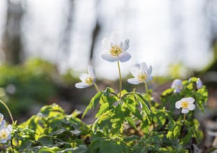 Wood anemone (Anemonoides nemorosa) (Syn.: Anemone nemorosa) blooming white in the forest, green