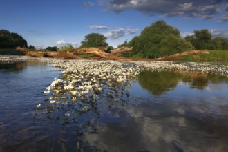 River water crowfoot (Ranunculus fluitans), evidence of nature's power of renewal in a formerly
