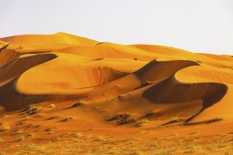 Wind-sculpted curved sand dunes in the Rub al Khali desert, Dhofar province, Arabian Peninsula,