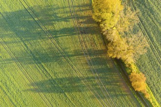 Aerial view of a row of trees with autumn leaves casting shadows on path and field, Käbschütztal,