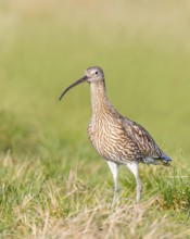 Eurasian curlew (Numenius arquata) standing in a meadow, Wildlife, Animals, Birds, Snipe family