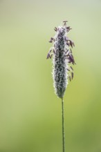 Meadow foxtail (Alopecurus pratensis), flowering, Lower Saxony, Germany
