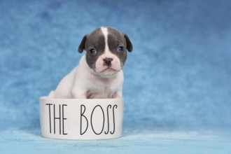 Four weeks young purebred pied French Bulldog puppy in dog bowl with text 'The Boss'