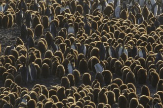 King Penguin (Aptenodytes patagonicus) perched on a rocky beach on South Georgia Island