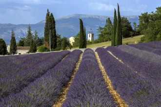 Lavender field, flowering true lavender (Lavandula angustifolia), Roumoules, Plateau de Valensole,