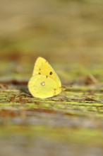 Pale Clouded Yellow, common hay butterfly (Colias hyale), or postilion (Colias croceus), in a