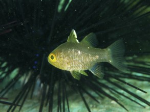 Close-up view of a single fish with bright yellow eyes, flagfin cardinalfish (Ostorhinchus