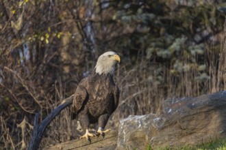 One Bald Eagle, Haliaeetus leucocephalus, standing on a log. A forest in the background