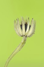 Cretaceous ragwort (Hedypnois rhagadioloides, Hedypnois cretica), fruit stand, Camargue, Provence,