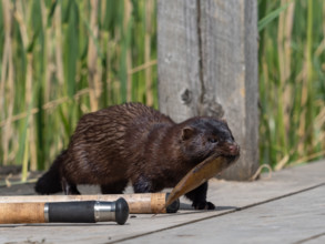 A mink captures a rudd from an angler
