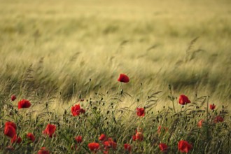 Beautiful picturesque poppy field, June, Germany